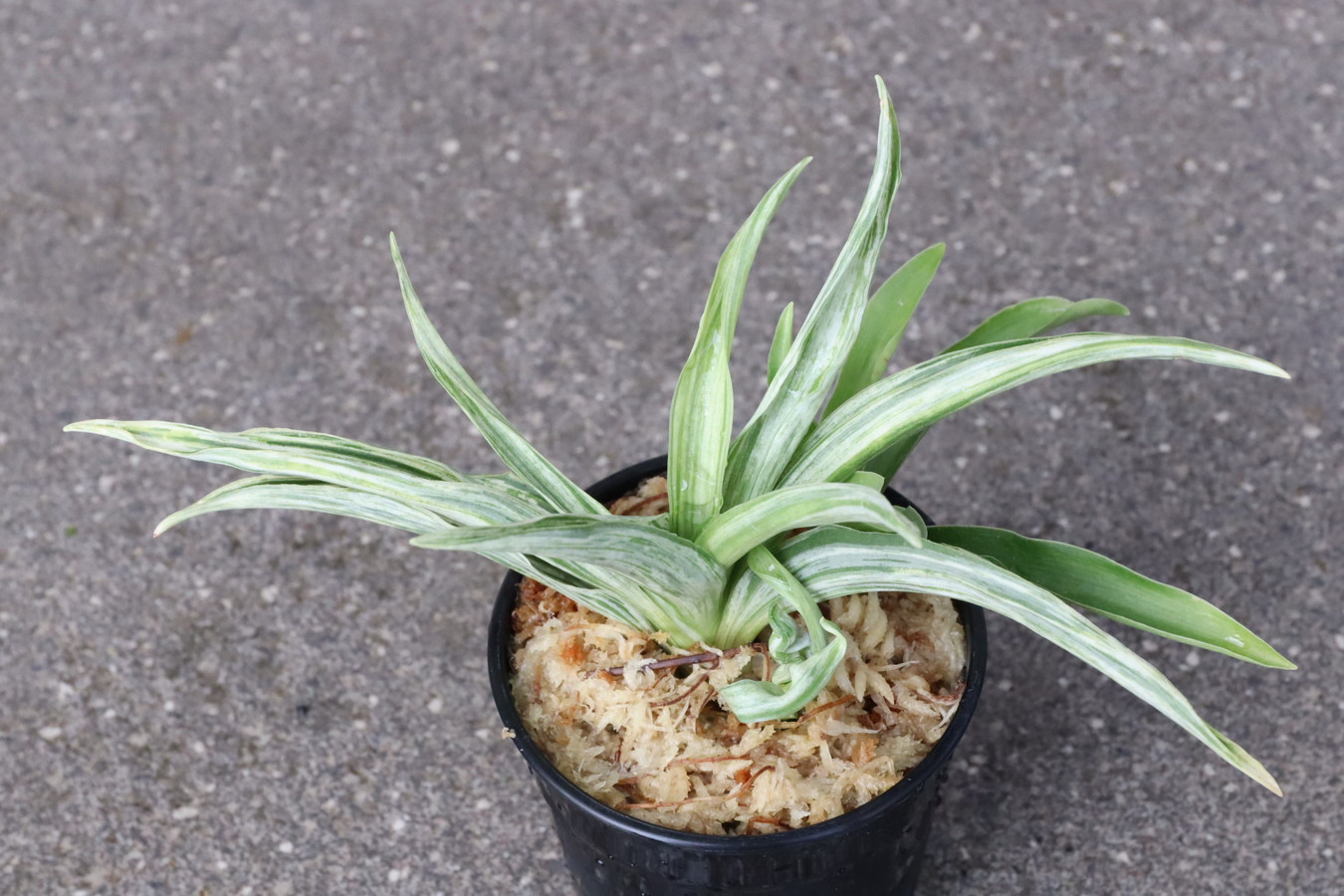 6748,二代目細雪(ささめゆき)　数不明　【はきずはきれ多い大特価！】※春から秋は生長期なので姿は変わっていきます