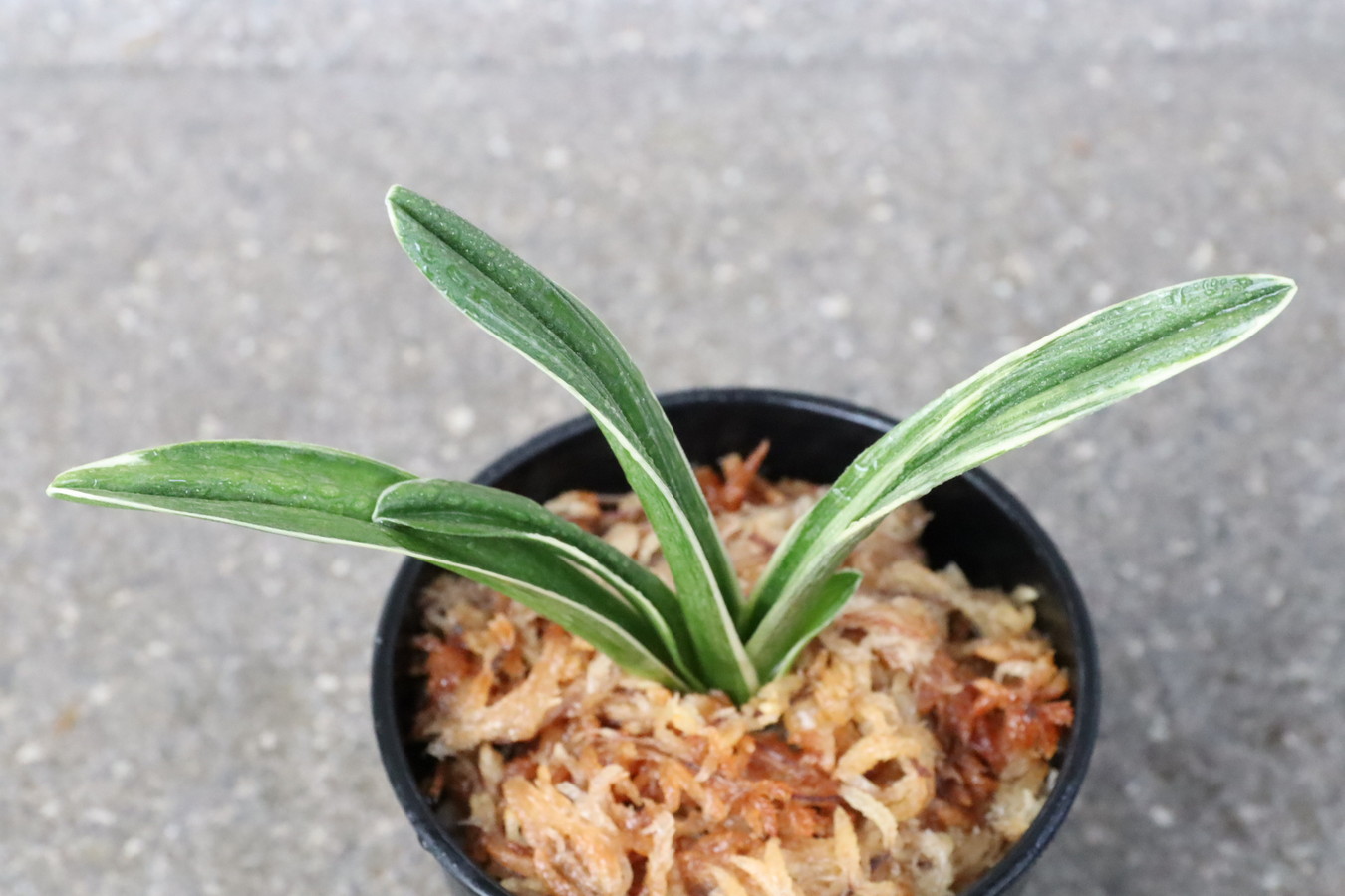 8373,最高峰(さいこうほう)　元縞覆輪？覆輪深い　【はきずはきれ特価！】※春から秋は生長期なので姿は変わっていきます