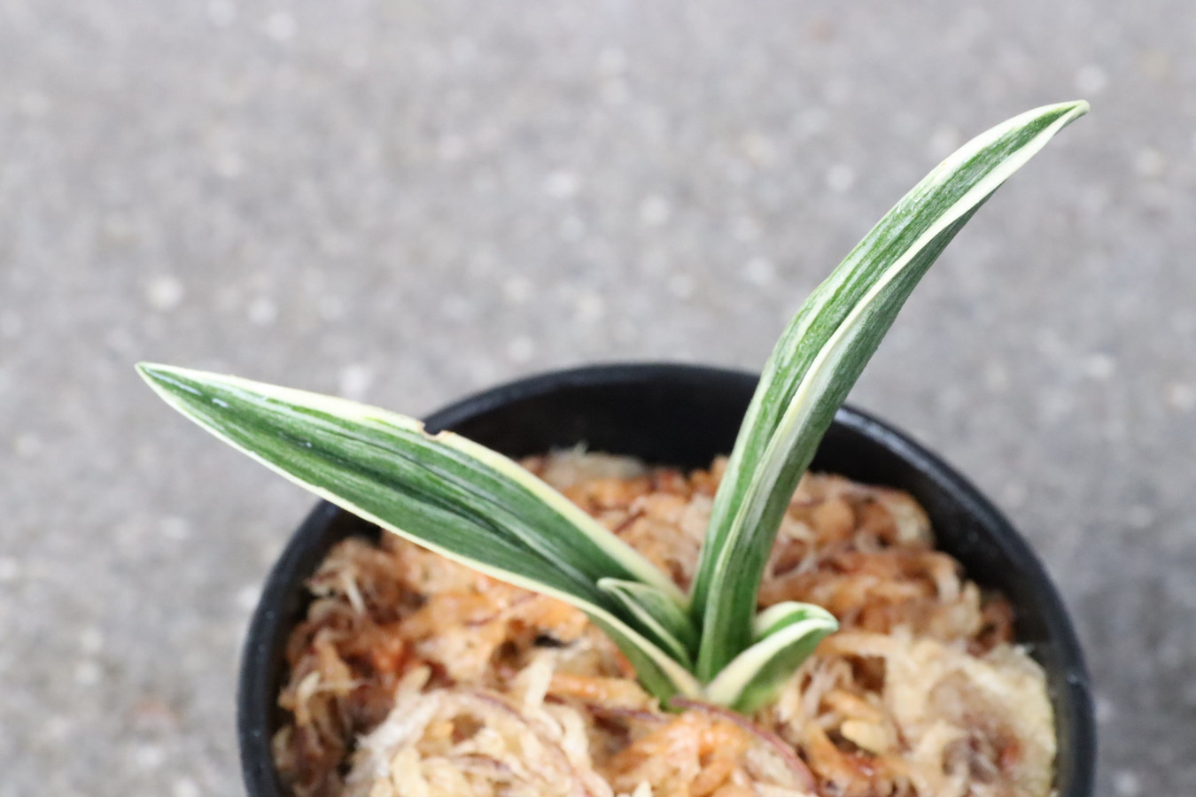 8108,華厳(けごん)　【はきずはきれ多い大特価！】※春から秋は生長期なので姿は変わっていきます