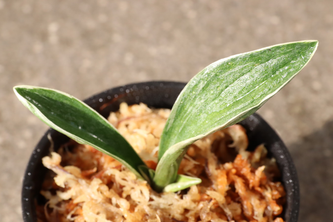 5889,延寿(えんじゅ)　【はきずはきれ特価！】※春から秋は生長期なので姿は変わっていきます