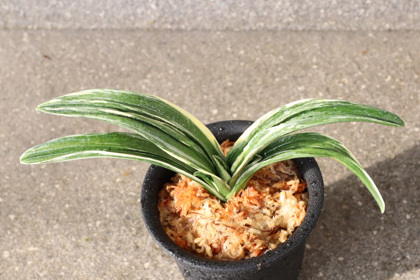 8279,新生殿(しんせいでん)　全国トップ系統！【覆輪特上！はきずはきれ多い特価！】※春から秋は生長期なので姿は変わっていきます