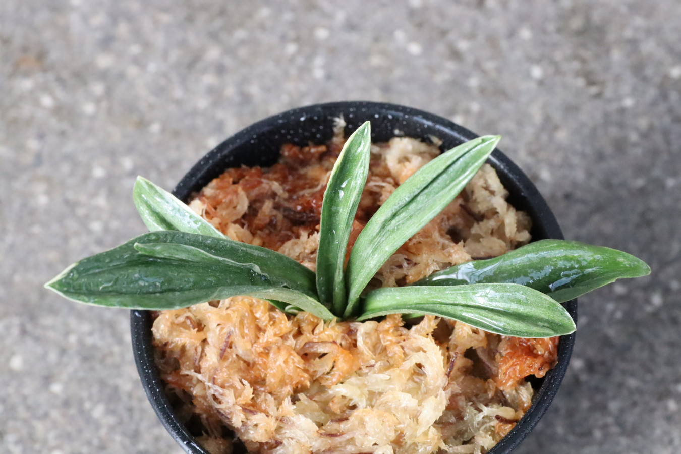 8272,富国錦(ふこくにしき)　覆輪深い　【はきずはきれ多い大特価！】※春から秋は生長期なので姿は変わっていきます