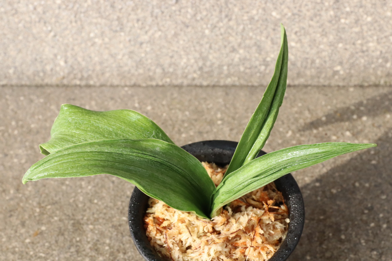 7048,翠丁(すいちょう　すいっちょん)　整理品特価！頭木特価！　【はきずはきれ多い大特価！】※春から秋は生長期なので姿は変わっていきます