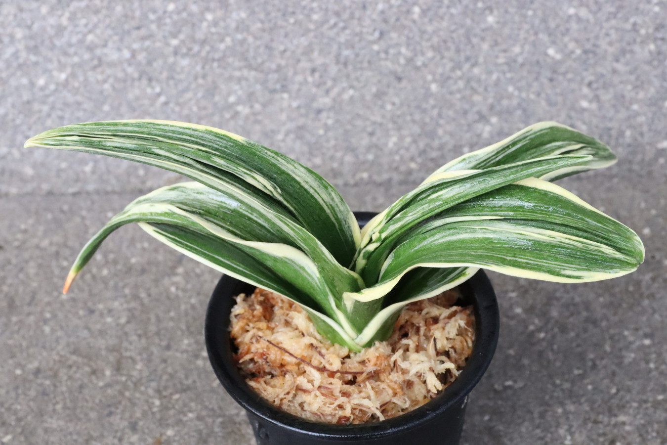 8602,BC級品整理品　新生殿(しんせいでん)　全国トップ系統　【はきずはきれ大特価】　※春から秋は生長期なので姿は変わっていきます