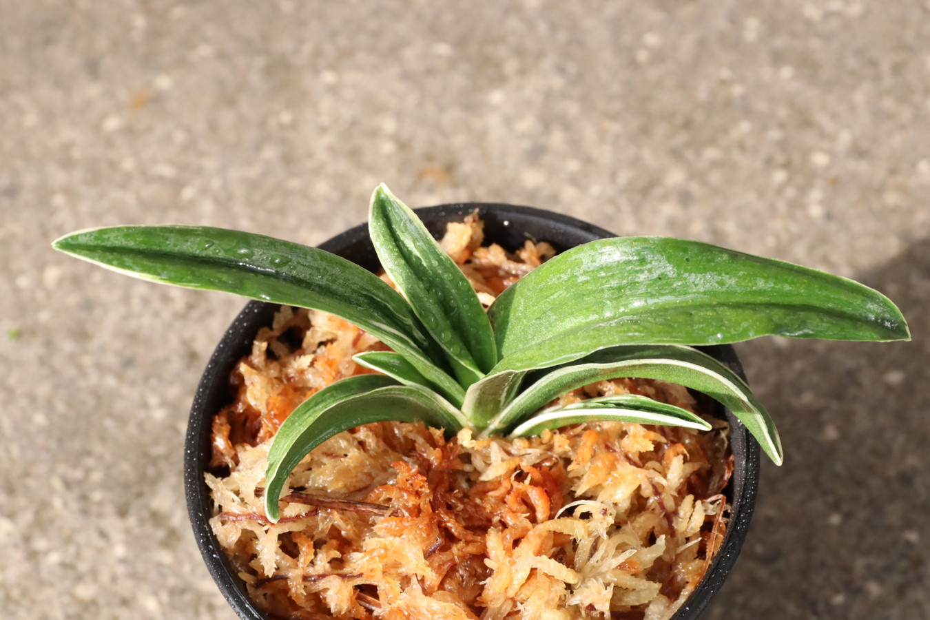 6716,聖源(せいげん)　【はきずはきれ大特価！】※春から秋は生長期なので姿は変わっていきます