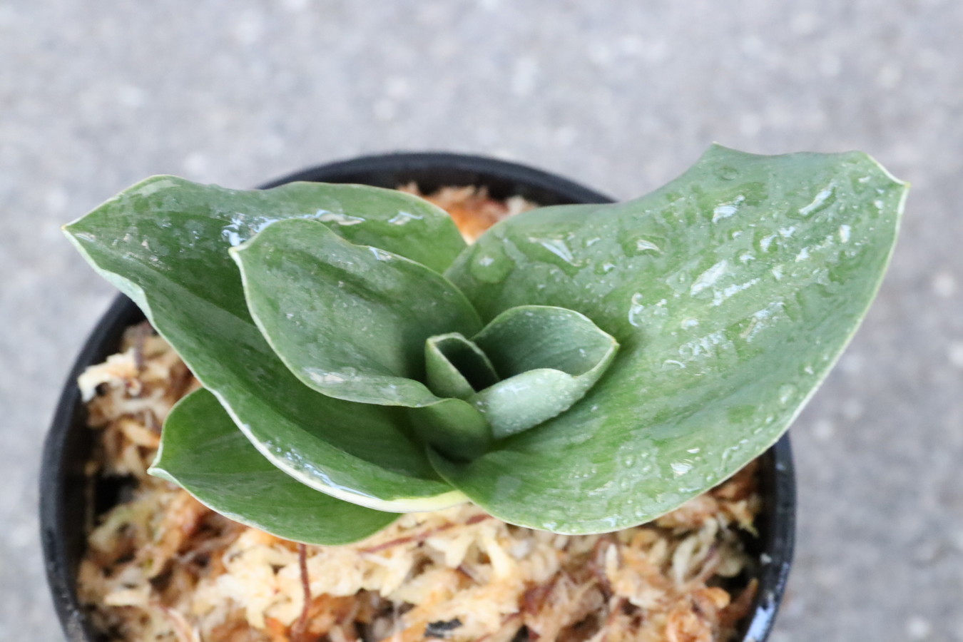 5882,江戸　福包(ふくづつみ)　【はきずはきれ大特価！】※春から秋は生長期なので姿は変わっていきます