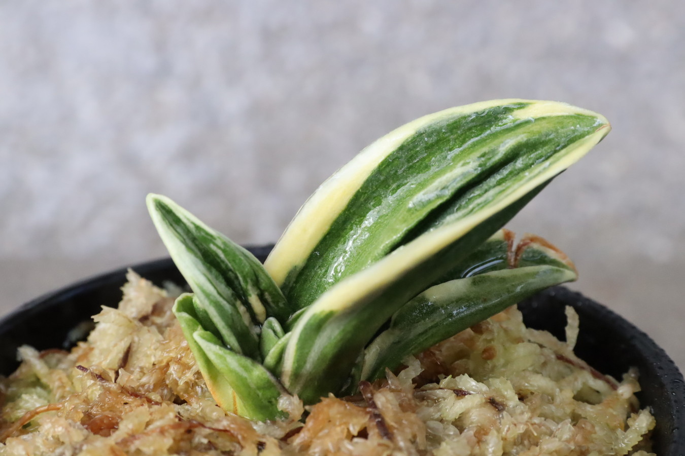 8371,力和(りきわ)　全国大会狙える系統　特上覆輪【頭木特価！はきずはきれ多い大特価！】※春から秋は生長期なので姿は変わっていきます