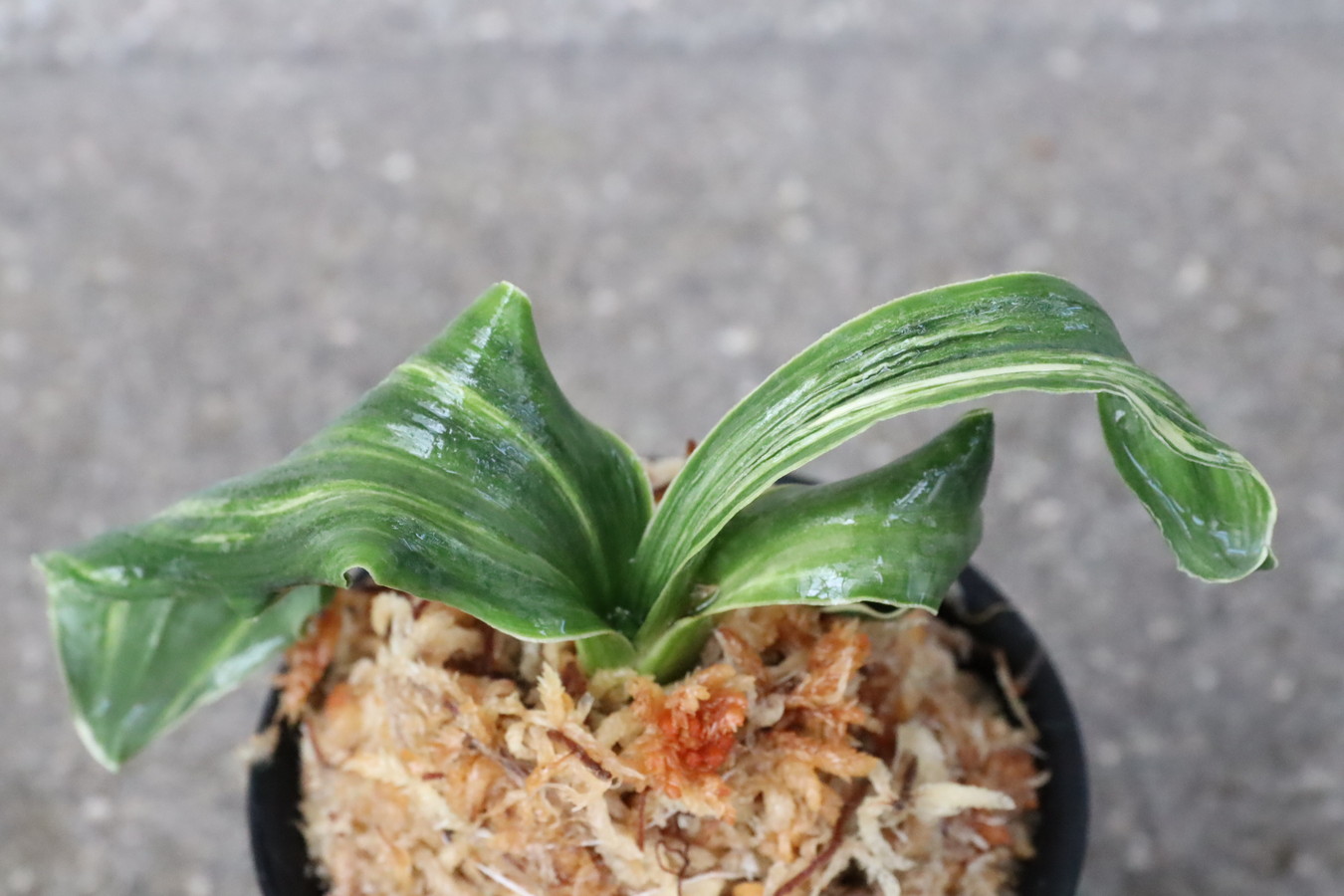 6976,天乃橋立(仮)　獅子【縞覆輪？デモ？特上縞？】【羅紗獅子のような姿！はきずはきれ大特価！】※春から秋は生長期なので姿は変わっていきます