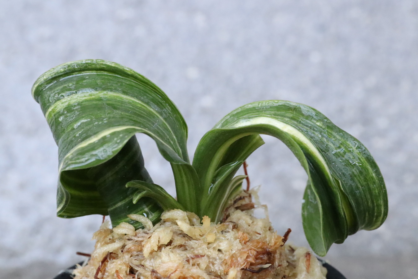 5324,海龍獅子×寿円(壽圓)　数本物　葉肉厚く、巻き独特　芸出れば化ける？？！【羅紗獅子のような姿！はきずはきれ多い大特価！】※春から秋は生長期なので姿は変わっていきます