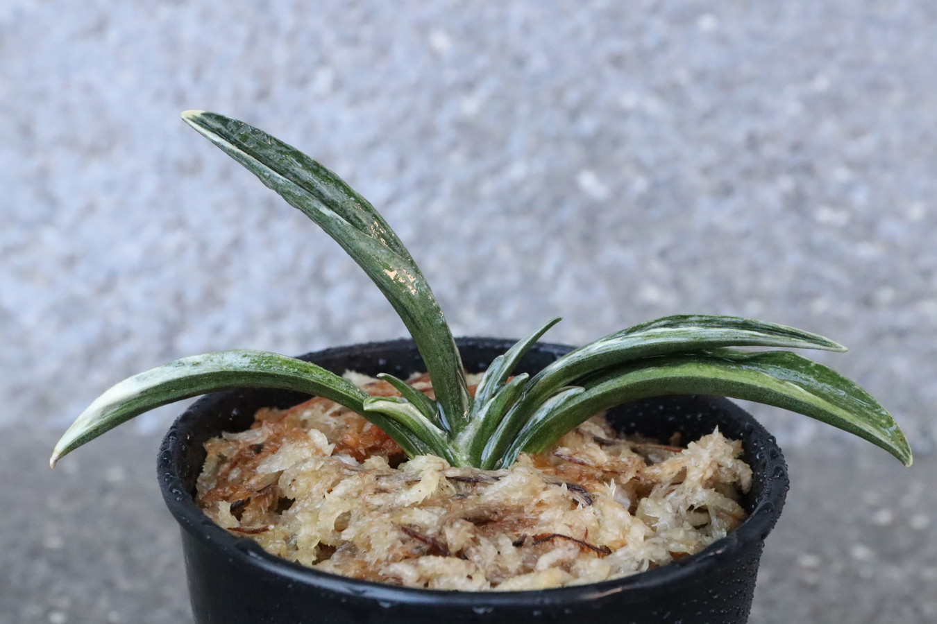 5998,出雲錦(いずもにしき)　超希少種　【はきずはきれ大特価！】※春から秋は生長期なので姿は変わっていきます