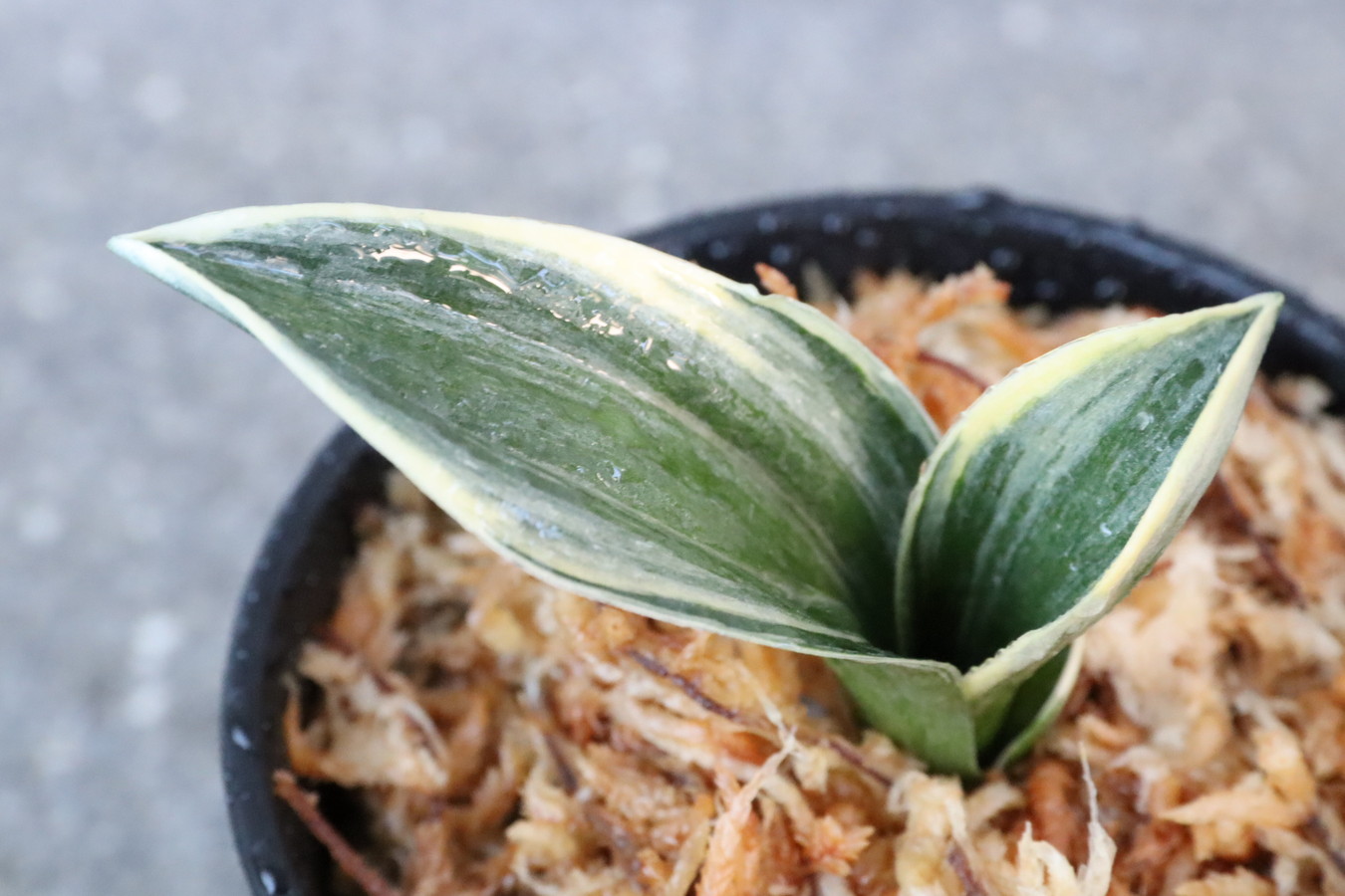 5379,王朝(おうちょう)　全国大会系統　系統最上深覆輪　【はきずはきれ大特価！】※春から秋は生長期なので姿は変わっていきます