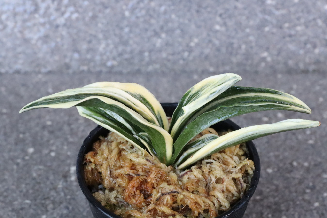 8022,春楽(しゅんらく) 雨当てたスパルタ作り!【はきずはきれ多い特価!】※春から秋は生長期なので姿は変わっていきます