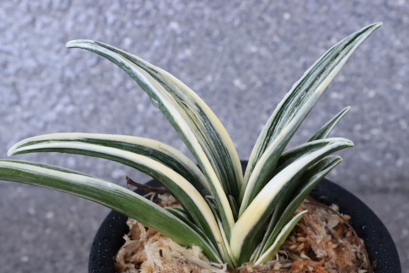 8029,最晃閣(さいこうかく) スパルタ作り、作りやすい 全国系統 【はきずはきれ多い大特価!】※春から秋は生長期なので姿は変わっていきます