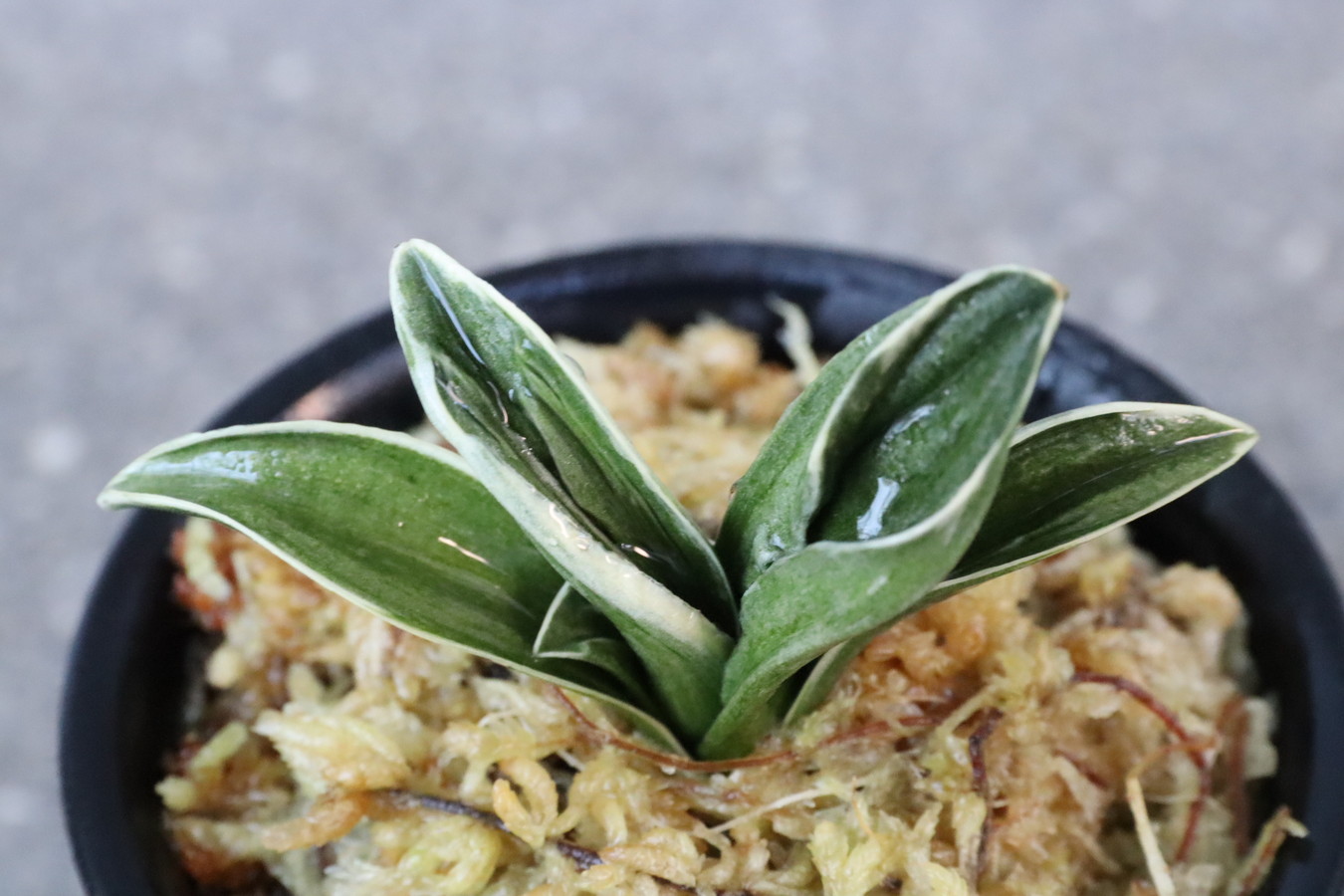 8328,寿扇(じゅせん)　覆輪が深い　【はきずはきれ大特価】※春から秋は生長期なので姿は変わっていきます