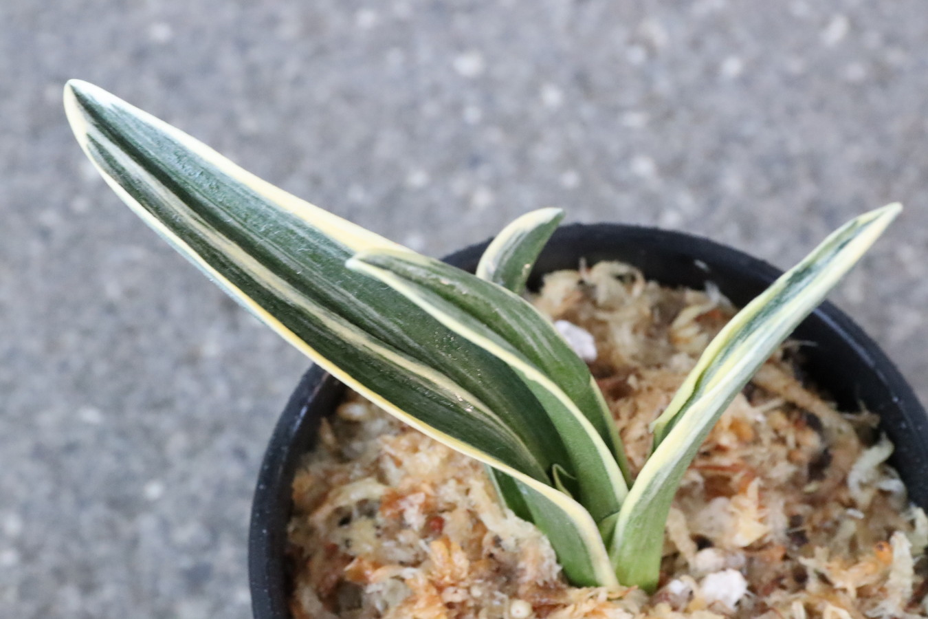 6714,王朝(おうちょう)　深覆輪　全国大会系統　【整理品特価！根非常に少ない特価！はきずはきれ多い大特価！】※春から秋は生長期なので姿は変わっていきます