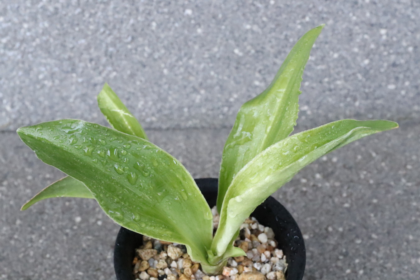 7138,福の光(ふくのひかり)　【NHK趣味の園芸放映記念！】【はきずはきれ多い大特価！】※春から秋は生長期なので姿は変わっていきます