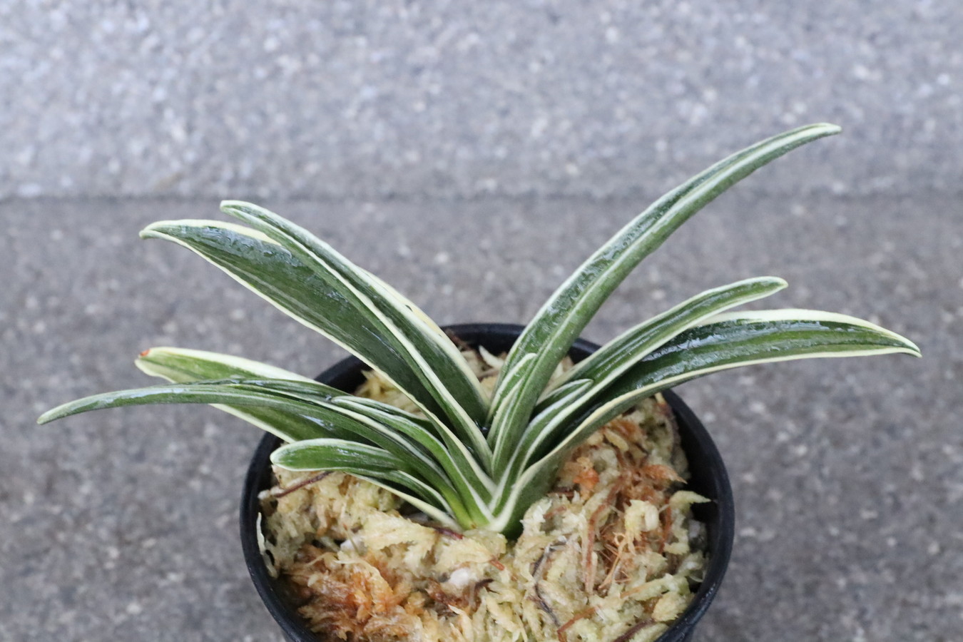 6860,大黒殿(だいこくでん) 【はきずはきれ多い大特価!】※春から秋は生長期なので姿は変わっていきます