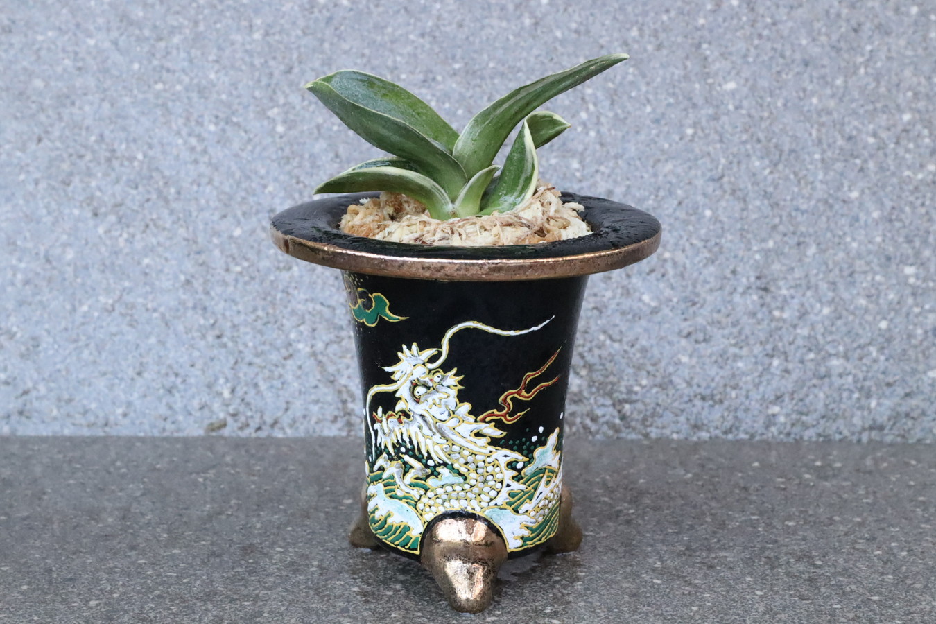 8180,【運を開く昇り龍】　力和(りきわ)　【はきずはきれ多い大特価】※春から秋は生長期なので姿は変わっていきます