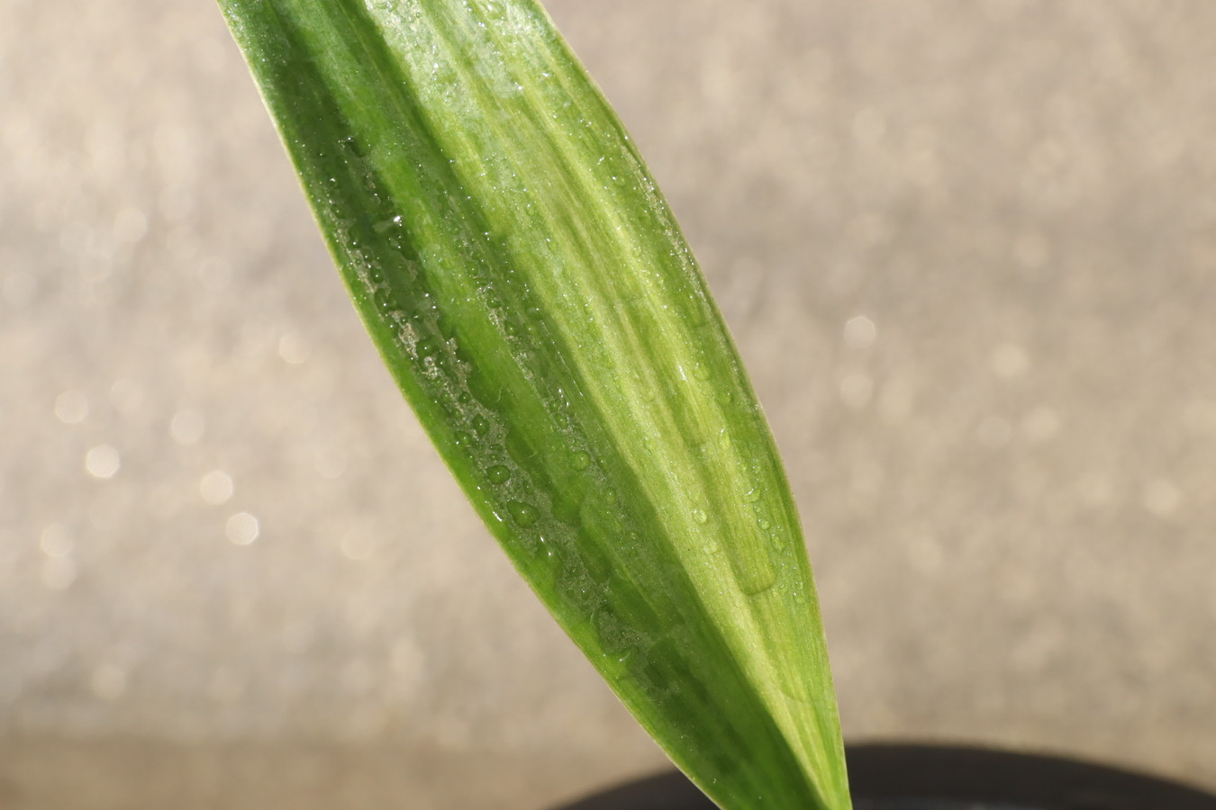 7032,V×周作大車　数不明　薄縞特価！♂♀　特上交配大特価！　【はきずはきれ大特価】　※春から秋は生長期なので姿は変わっていきます