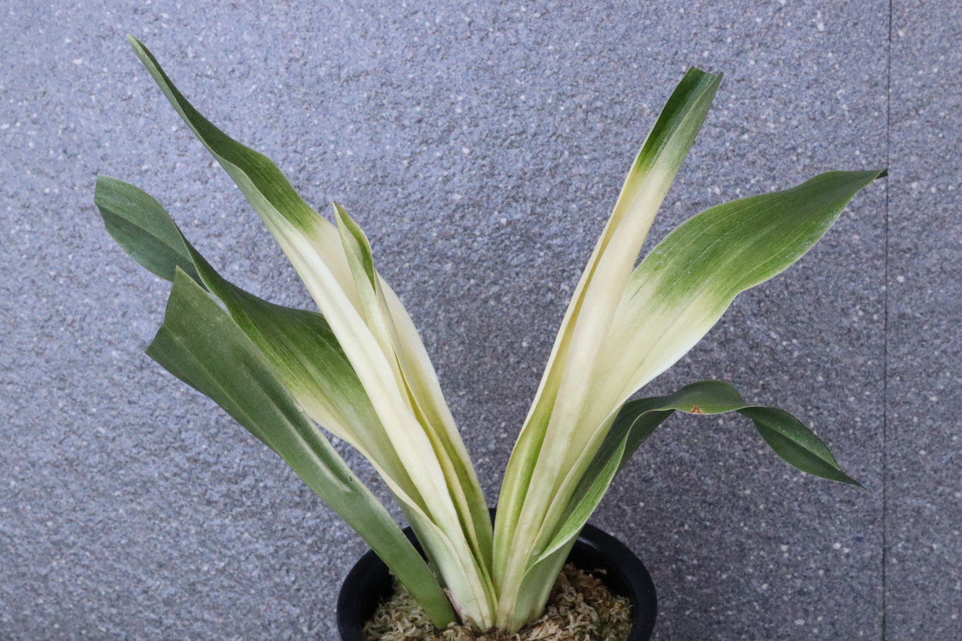 5758,東天光(とうてんこう)　【はきずはきれ非常に多い大特価！】　※春から秋は生長期なので姿は変わっていきます