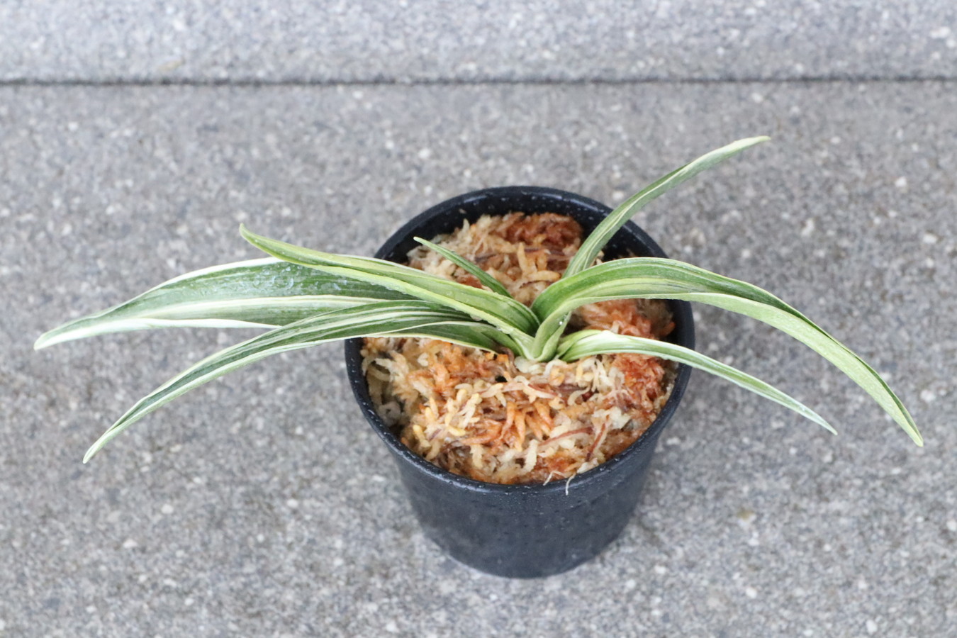 5908,大政鳳(たいせいほう)　希少種　【はきずはきれ大特価！！！】※春から秋は生長期なので姿は変わっていきます