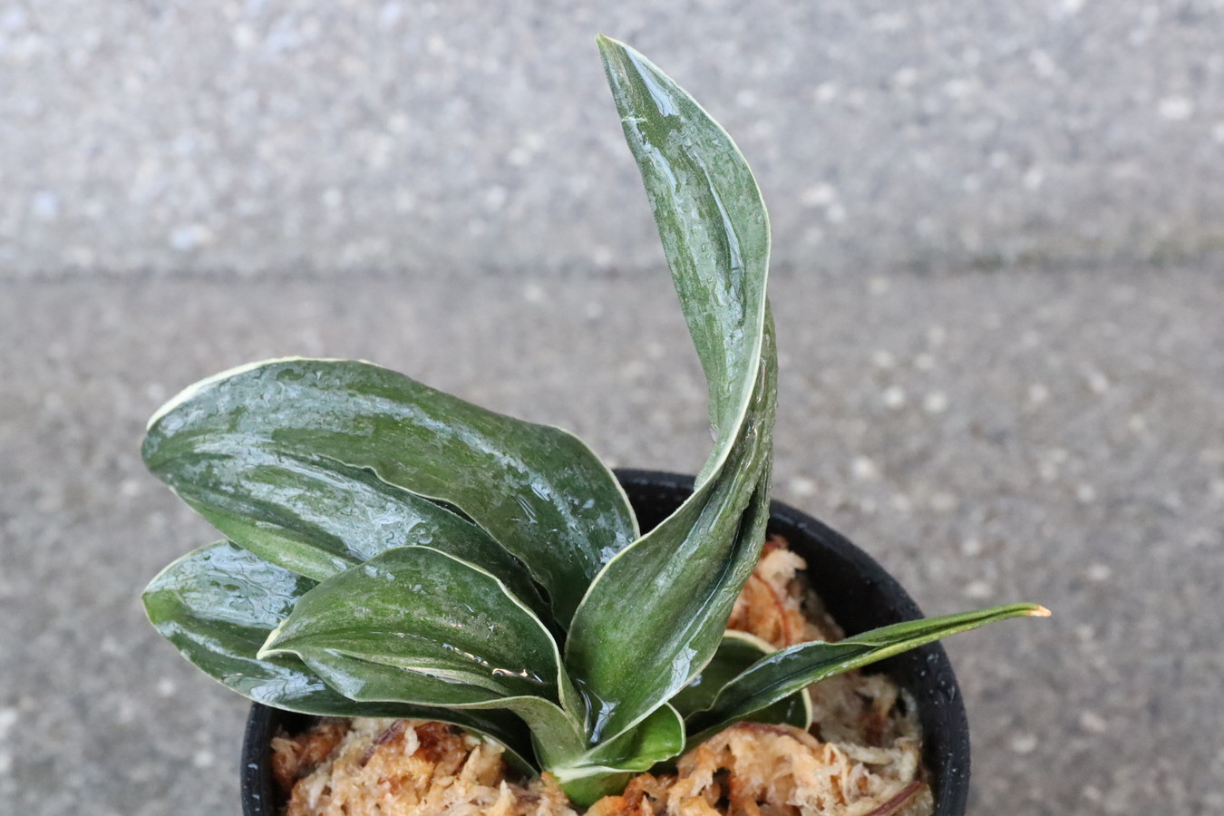 8367,嶺雲(りょううん)　【はきずはきれ非常に多い大特価】※春から秋は生長期なので姿は変わっていきます