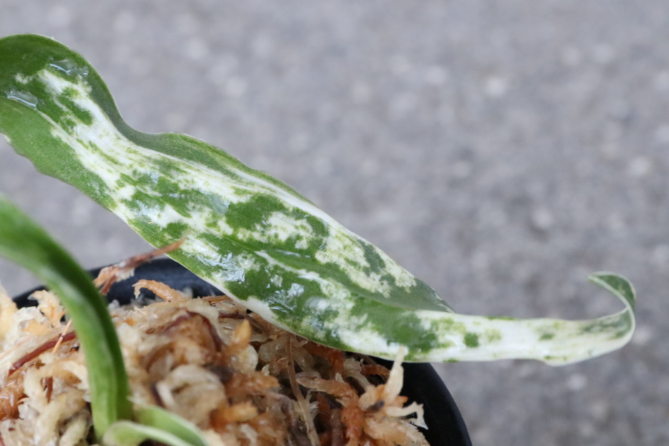 6145,輪波獅子(わなみしし)　白さ抜群　特別性　【はきずはきれ多い特価】　※春から秋は生長期なので姿は変わっていきます