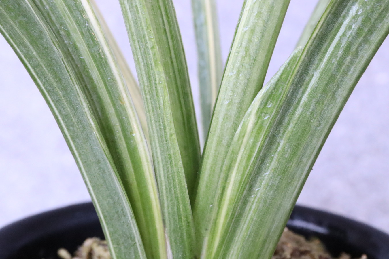 7054,特長寿？　縞良く、♂♀楽しめる　整理品特価　【はきずはきれ多い大特価】※春から秋は生長期なので姿は変わっていきます