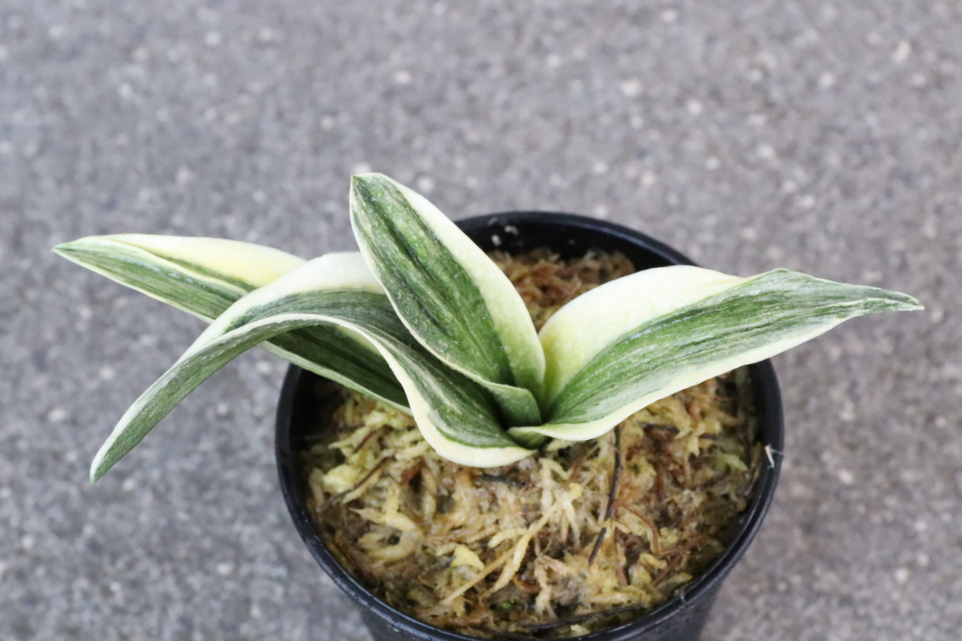 8285,萬寿鳳(まんじゅほう)　胡麻斑よてもよい　棒縞？特価【はきずはきれ多い大特価！】※春から秋は生長期なので姿は変わっていきます