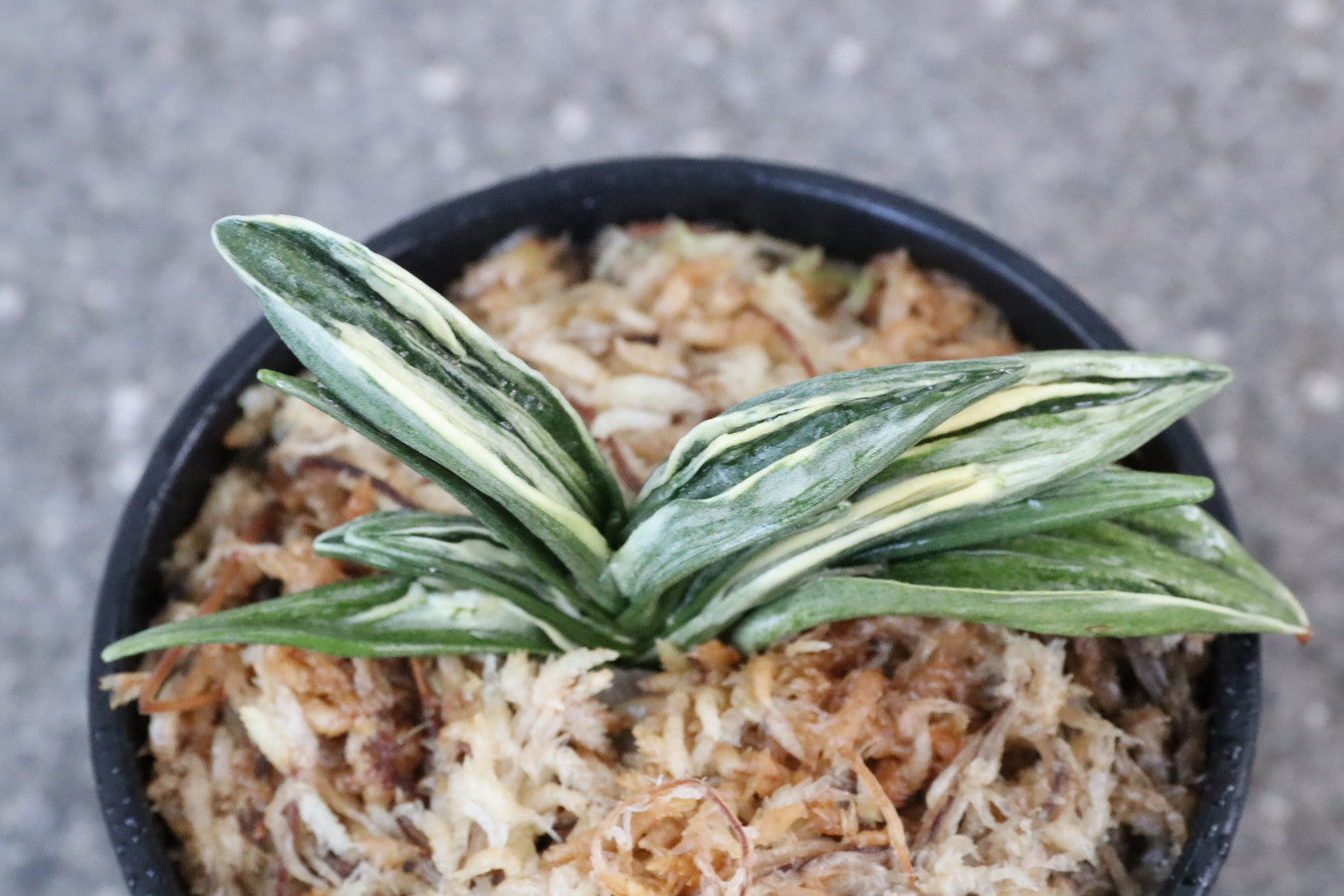 5395,瑞泉(ずいせん)　全国大会系統【はきずはきれ多い大特価】※春から秋は生長期なので姿は変わっていきます