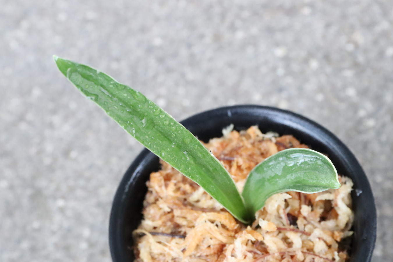 8127,和光錦(わこうにしき)　【はきずはきれ大特価】　※春から秋は生長期なので姿は変わっていきます