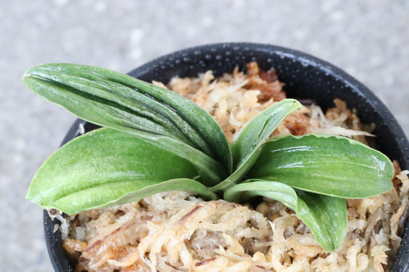 6743,力泉　青？　【はきずはきれ多い大特価！】　※春から秋は生長期なので姿は変わっていきます