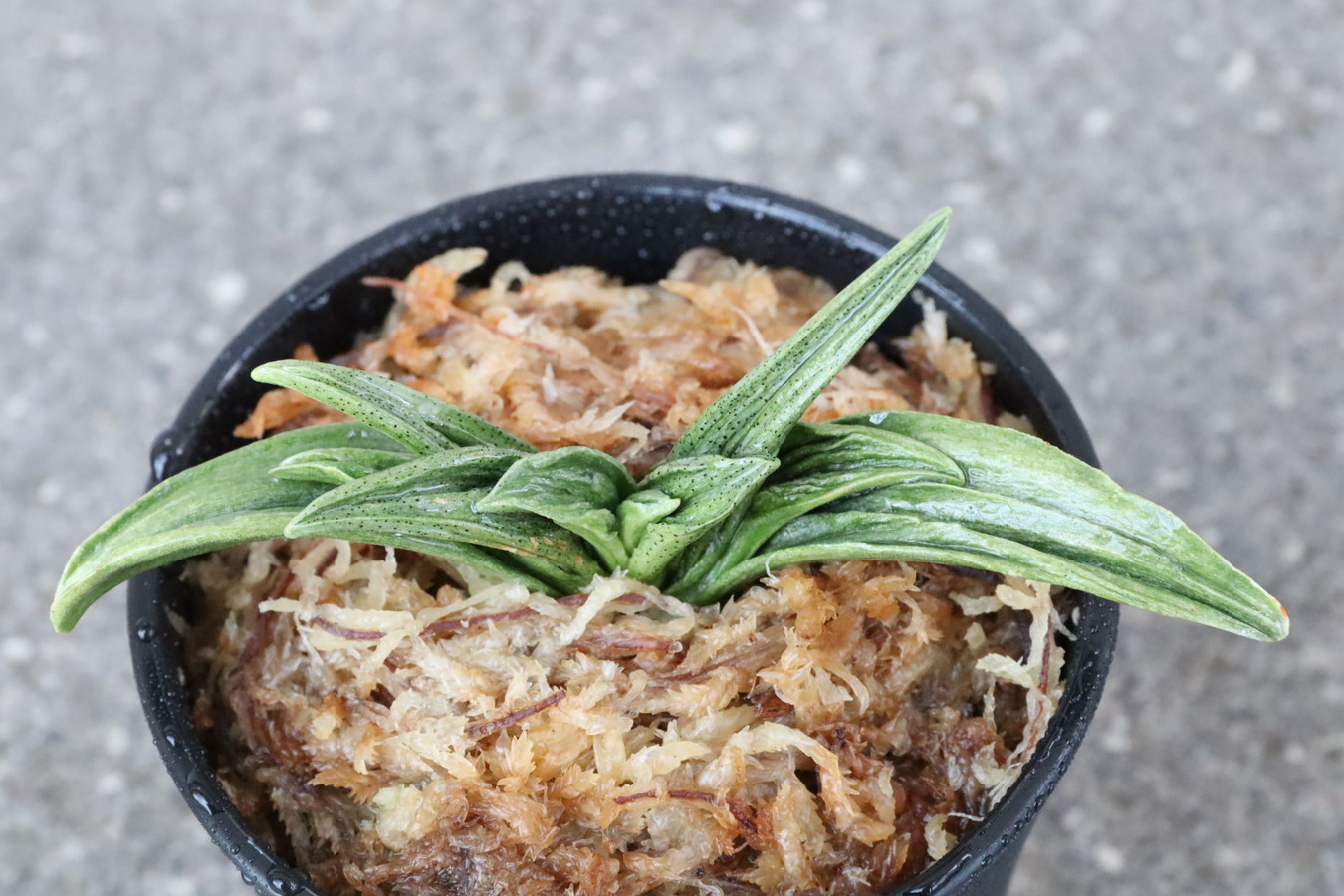 7157,鹿王吉　数不明　少ない？？　青好きにはたまらない魅力　【黒点？特価　はきずはきれ非常に多い大特価】※春から秋は生長期なので姿は変わっていきます