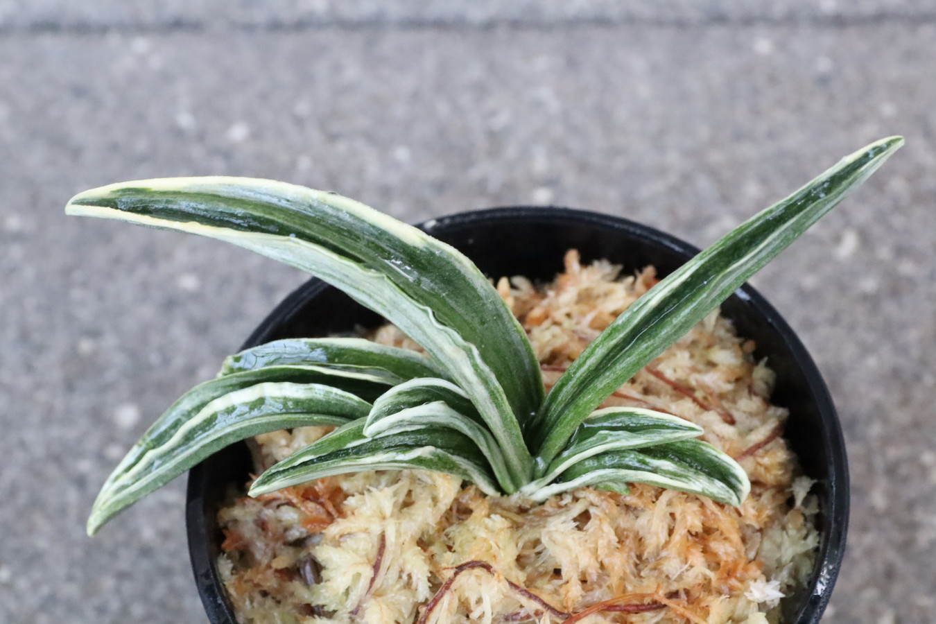 8122,春日錦(かすがにしき)　覆輪良い系統　【はきずはきれ大特価】※春から秋は生長期なので姿は変わっていきます