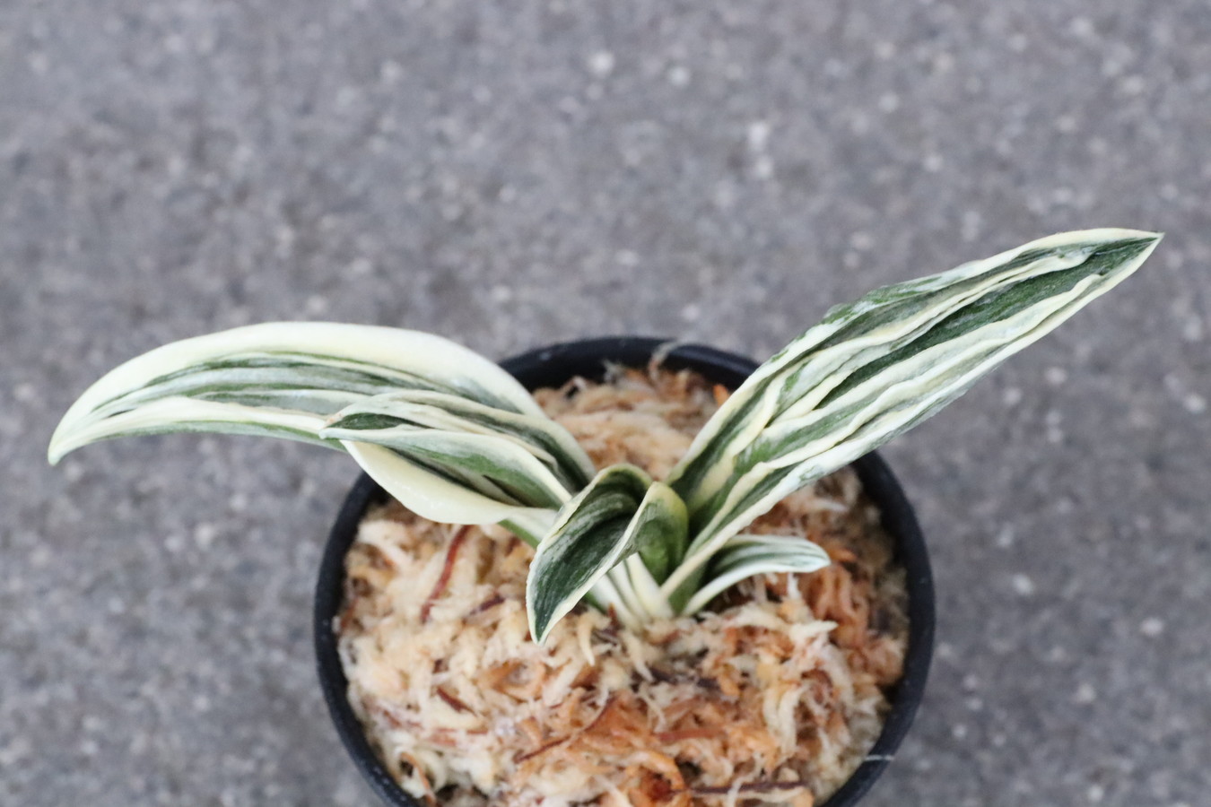 8327,八紘錦(はっこうにしき)　【老木特価！はきずはきれ大特価！】※春から秋は生長期なので姿は変わっていきます