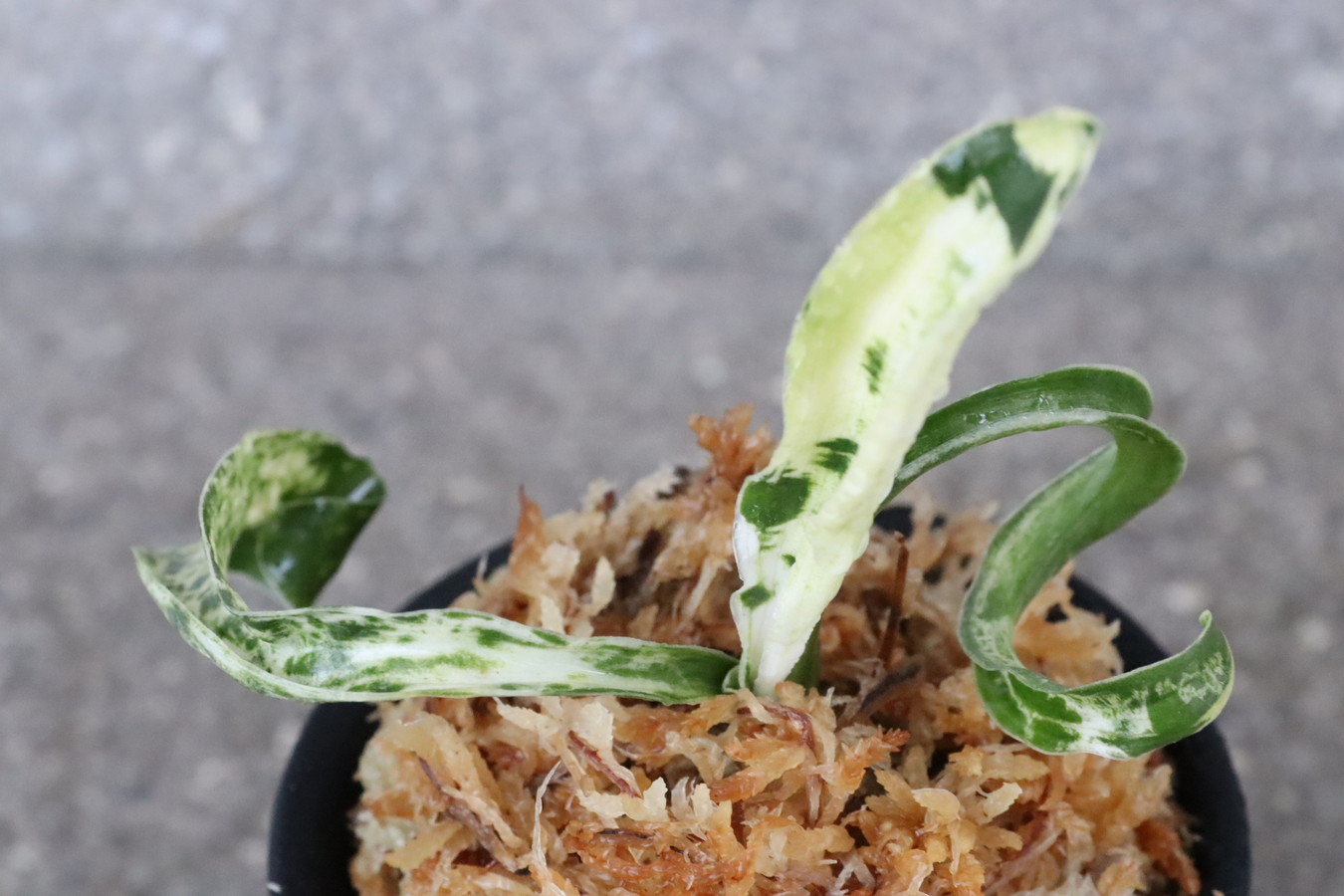 6070,輪波獅子(わなみしし)　特　白さ抜群！性最上か　【はきずはきれ大特価！】※春から秋は生長期なので姿は変わっていきます