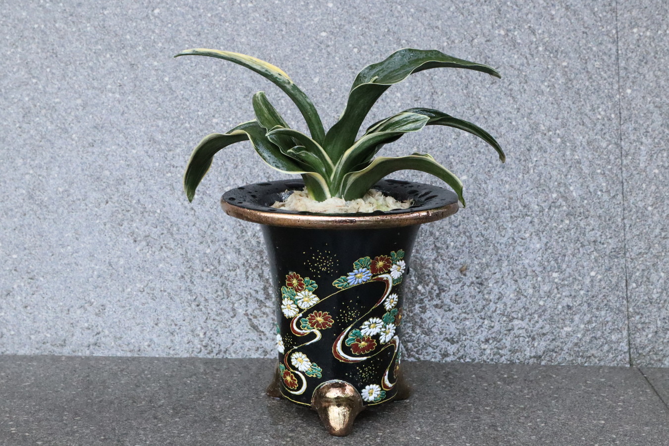 5104,引越し 結婚 新築に福を呼ぶ萬年青 嶺雲(りょううん)　【長命を願う菊】【はきずはきれ多い大特価！】※春から秋は生長期なので姿は変わっていきます