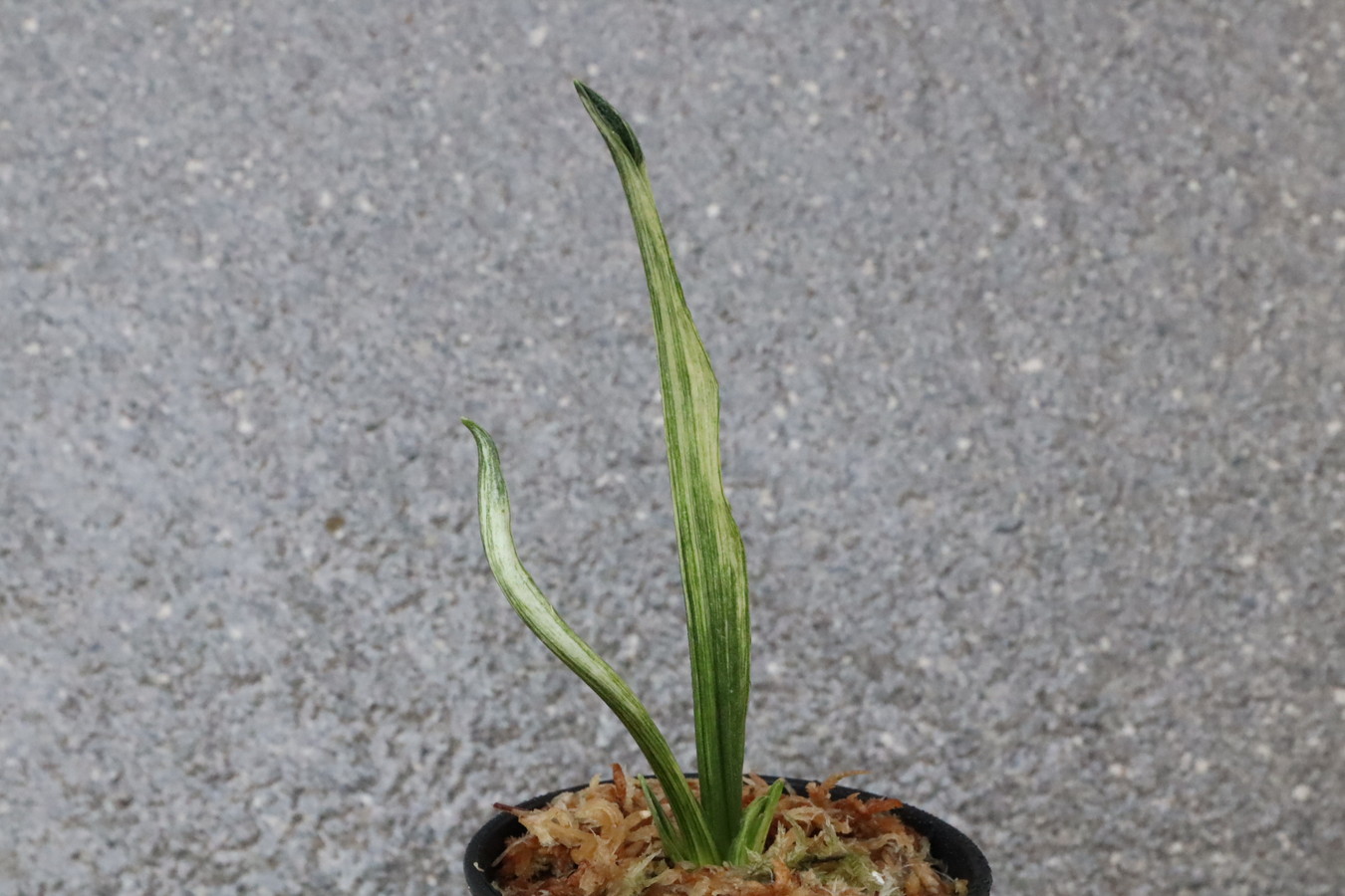 7773,長寿海×寿老人　1本物　最上希少　【はきずはきれ大特価！】※春から秋は生長期なので姿は変わっていきます