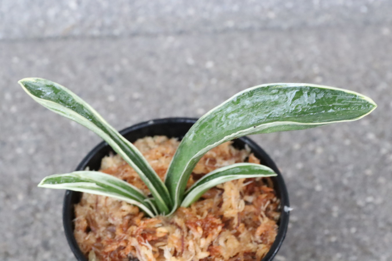 5466,和光錦(わこうにしき)　芸素晴らしい【はきずはきれ多い大特価！】※春から秋は生長期なので姿は変わっていきます