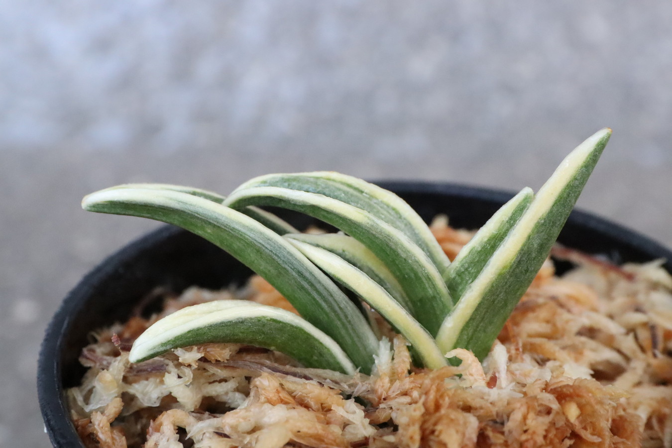 8170,聖寿冠(せいじゅかん)　富国殿を超えるかとも言われる素晴らしい芸　覆輪最上！【はきずはきれ大特価】※春から秋は生長期なので姿は変わっていきます