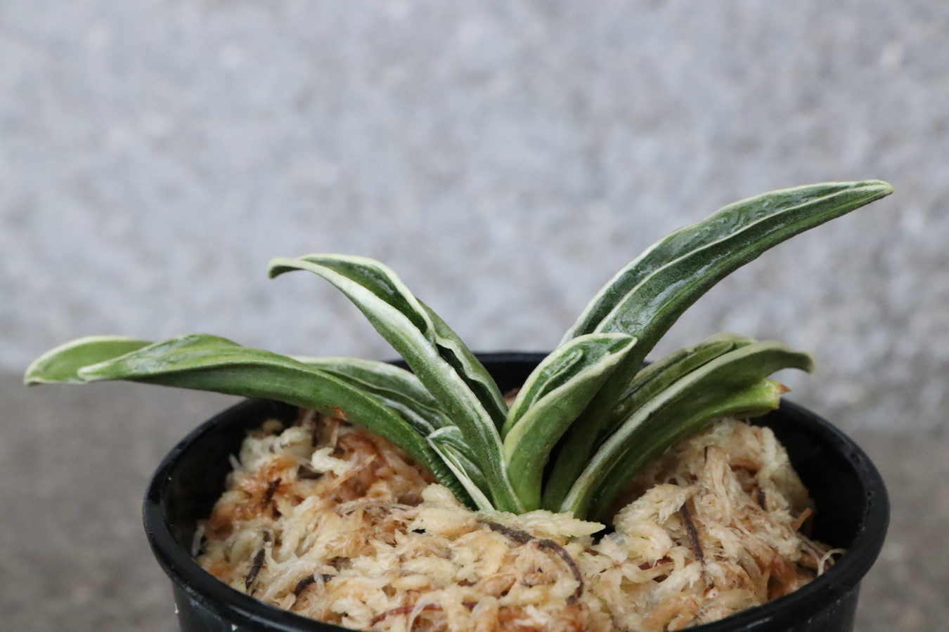 6457,音羽錦(おとわにしき)　【はきずはきれ多い特価】※春から秋は生長期なので姿は変わっていきます