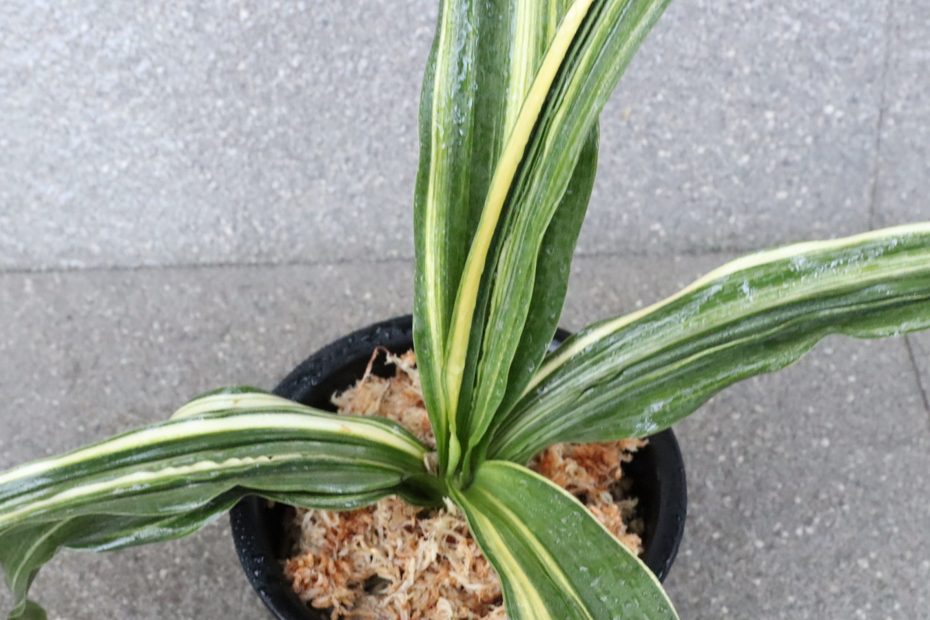 6787,大車(おおぐるま)　特上縞！花芽？？　【はきずはきれ多い特価！】　※春から秋は生長期なので姿は変わっていきます