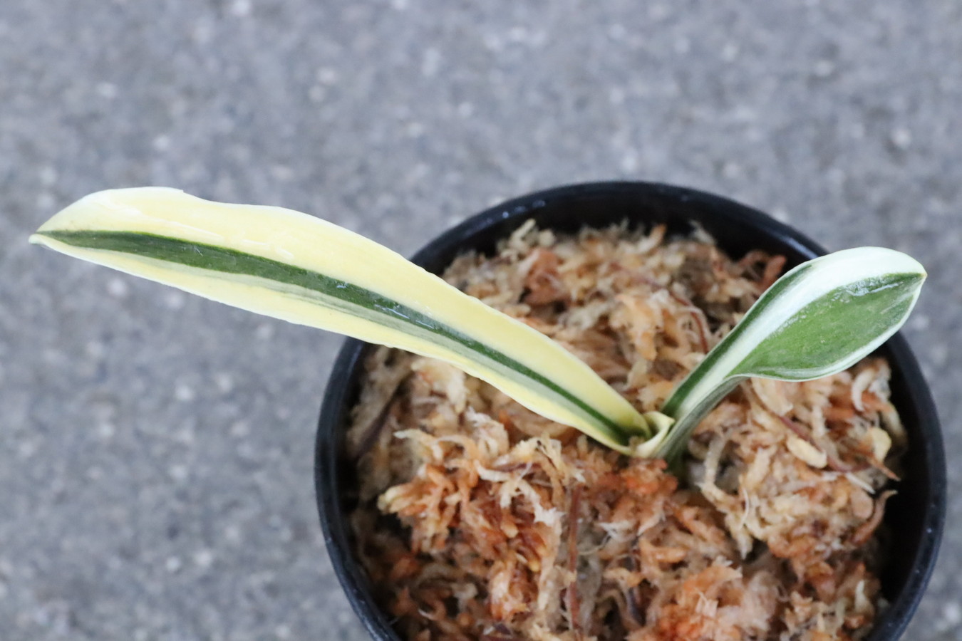 8304,和光錦(わこうにしき)　棒縞？源平？半白？　写真の中の見本木を見てほしい　【はきずはきれ多い大特価】※春から秋は生長期なので姿は変わっていきます