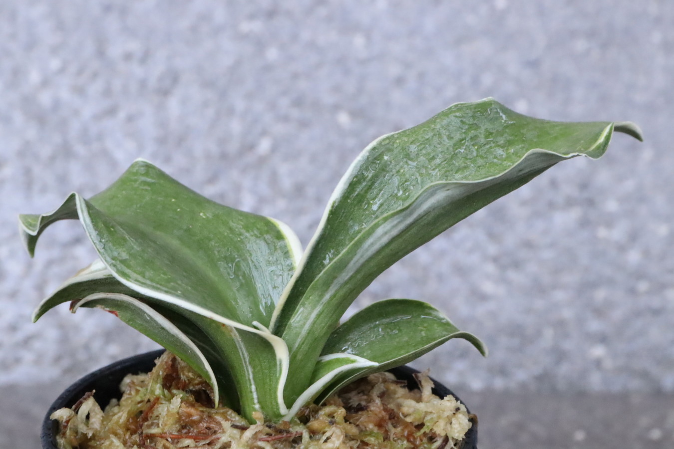 7286,御国の光(みくにのひかり)　古種　希少種　【はきずはきれ多い大特価！】※春から秋は生長期なので姿は変わっていきます