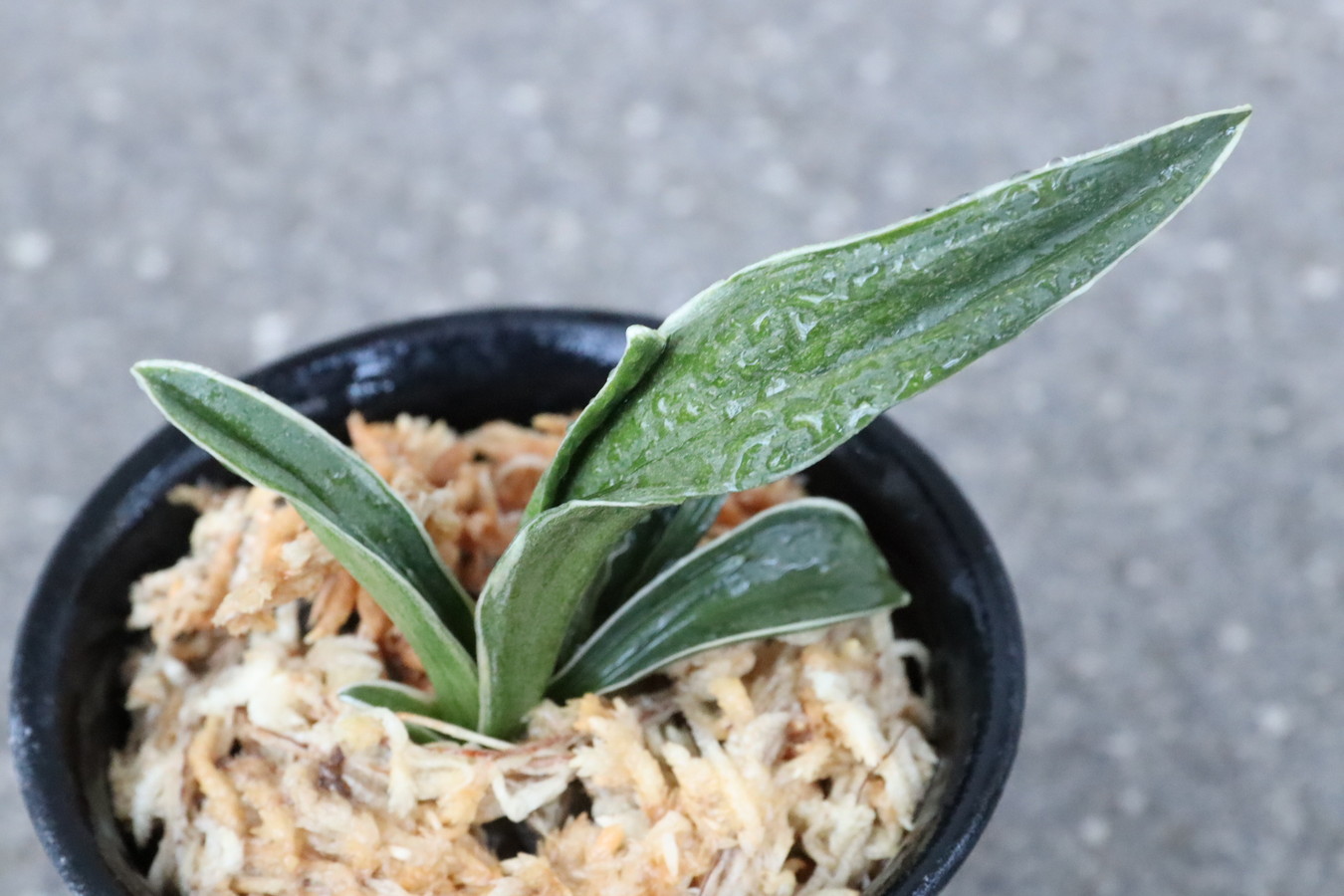 7083,音羽錦(おとわにしき)　希少種　【はきずはきれ多い大特価！！！】　※春から秋は生長期なので姿は変わっていきます