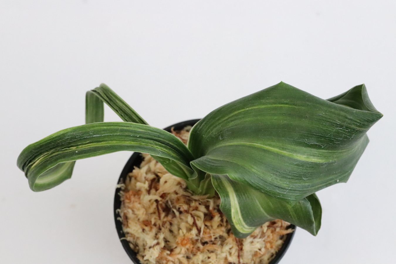 6766,海龍獅子×月光丸　1本物？　1440,　【はきずはきれ多い特価！】※春から秋は生長期なので姿は変わっていきます