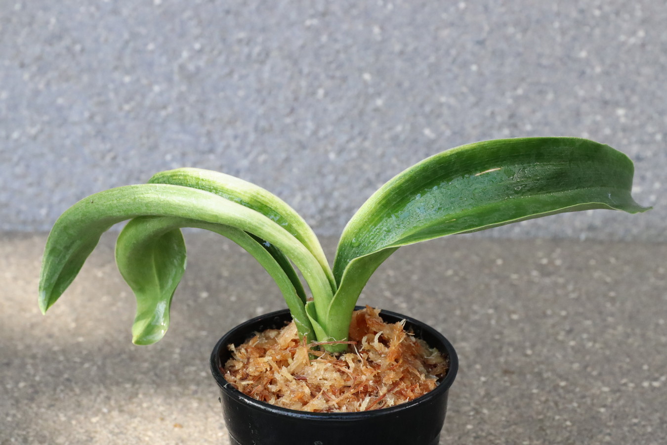 5275,曙獅子(あけぼのじし)　1453,　【はきずはきれ多い特価！！！！！】　※春から秋は生長期なので姿は変わっていきます