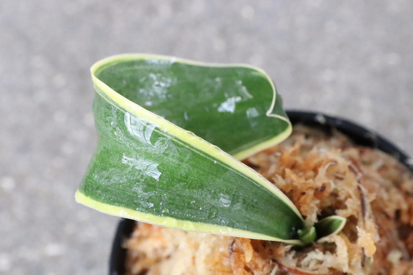 豊明園 / 獅子系