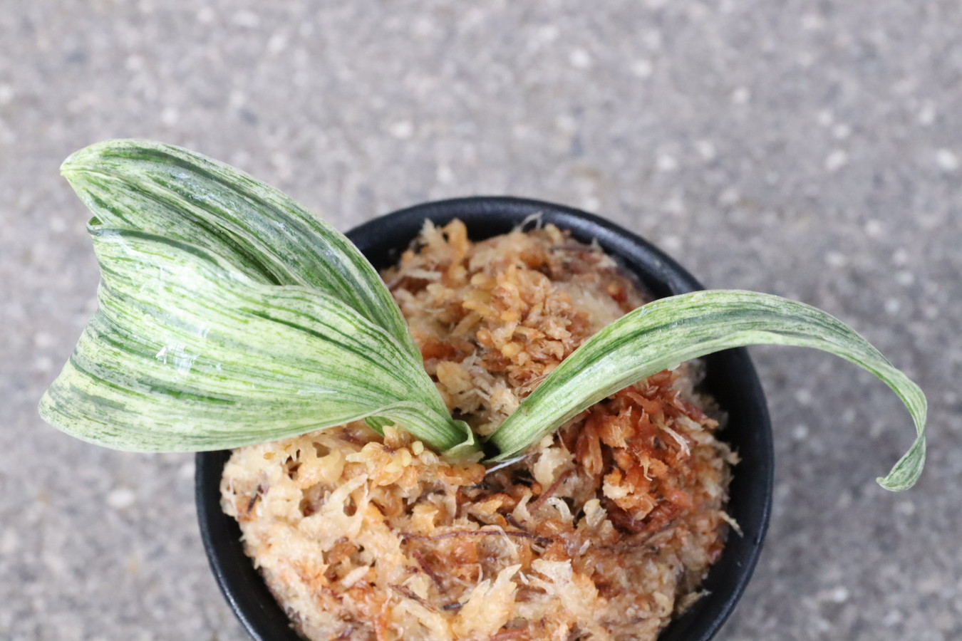 豊明園 / 獅子系