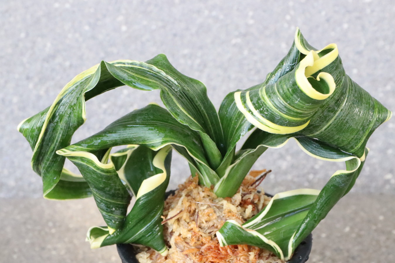 豊明園 / 獅子系